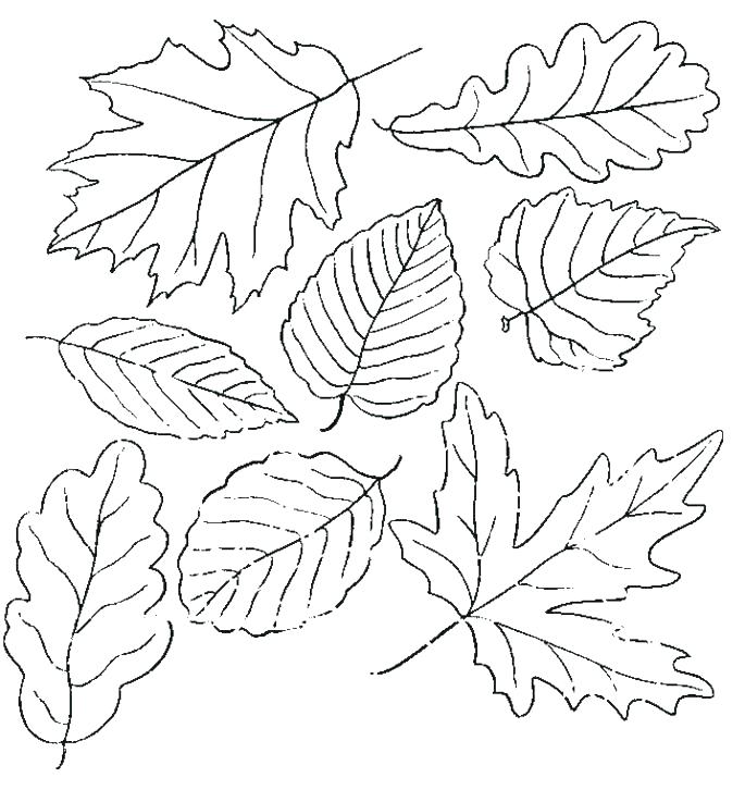 685x726 Leaf Printable Coloring Pages Fall Leaf Printable Leaves Coloring