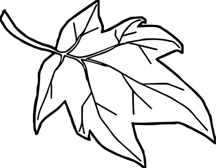 728x566 Poinsettia Coloring Page Coloring Pages Of Leaves Holly Leaves
