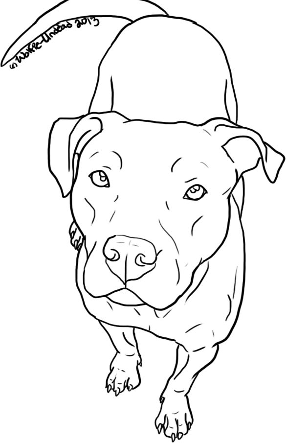 585x905 48 Best Coloring Pitbulls Images On Pit Bull, Pit