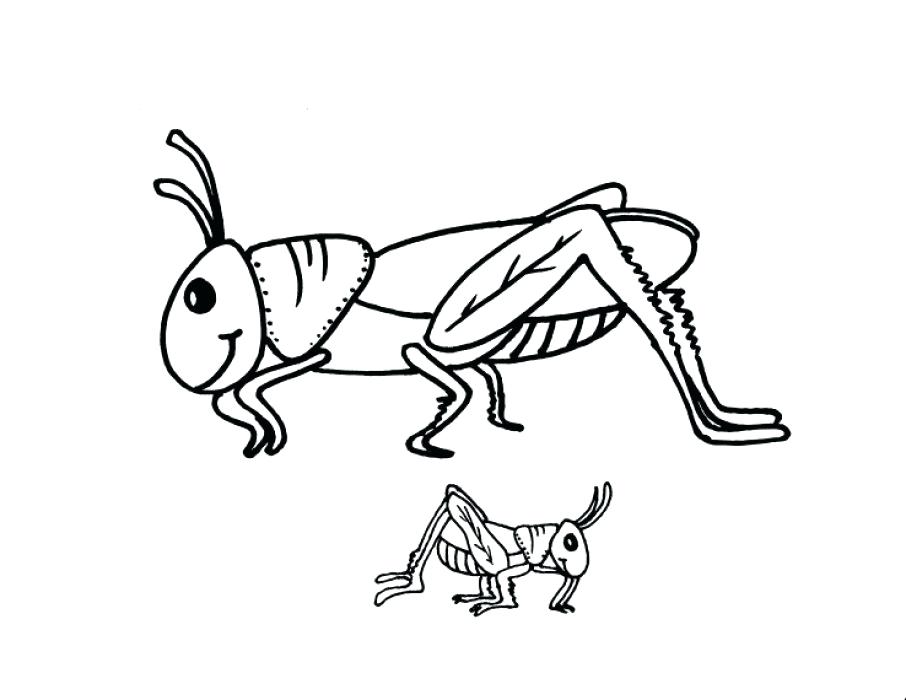 Grasshopper Coloring Pages This Section Includes Enjoyable 906x700 Grasshopper Coloring Pages This Section Includes Enjoyable