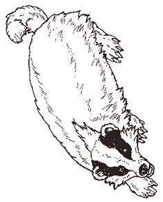 Badger Coloring Page Spirer Free Printable 236x293 Badger Coloring Page Spirer Free Printable