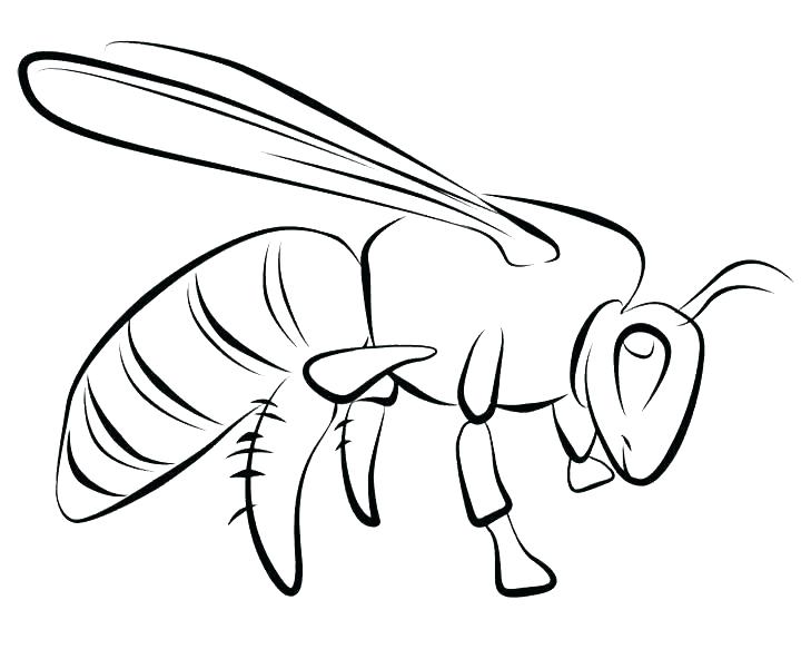 720x592 Beehive Coloring Page Honey Bee Coloring Pages Honey Bee Pictures