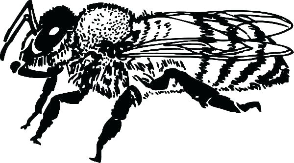 600x334 Honey Bee Coloring Pages Bee Pictures To Color Cartoon Honey Bee