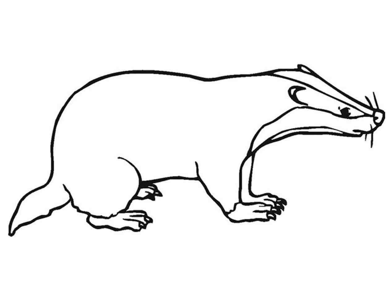 1264x948 Greatest Honey Badger Coloring Page Best Of Collection Printable