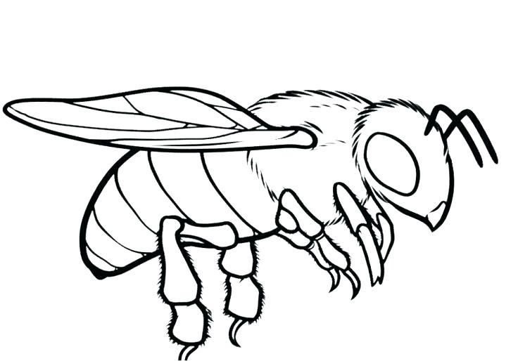 736x514 Honey Bee Coloring Page Pages Ideal New