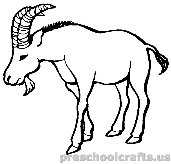 590x567 Goat Coloring Pages For Kids