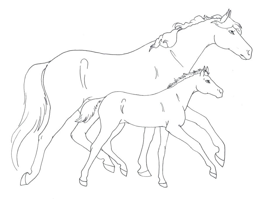 900x681 Mother Horse And Foal Coloring Pages