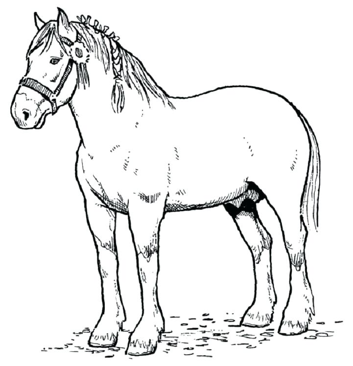 Horse Coloring Pages To Print Mustang Horse Coloring Pages Horses 721x747 Horse Coloring Pages To Print Mustang Horse Coloring Pages Horses