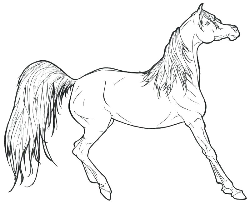 800x653 Horse Colouring Pages For Adults