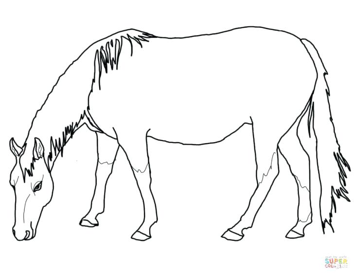 728x565 Horse Face Coloring Page Coloring Home Horse Face Coloring Page