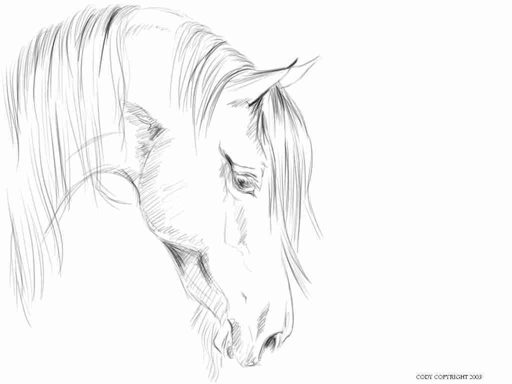 1024x768 Realistic Horse Head Coloring Pages Olegratiy