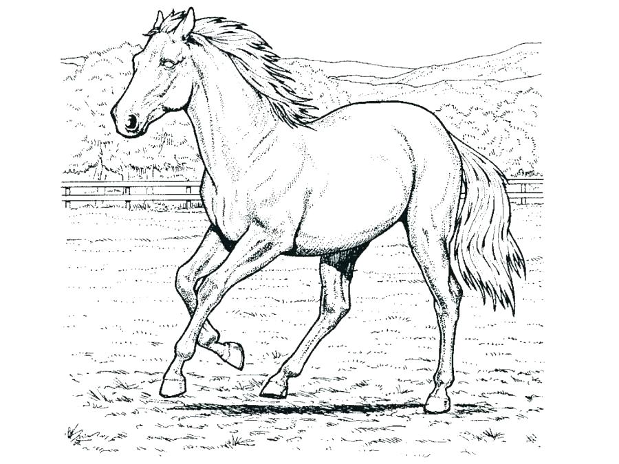 Real Horse Coloring Pages Horse Coloring Pages Adult Coloring 900x675 Real Horse Coloring Pages Horse Coloring Pages Adult Coloring