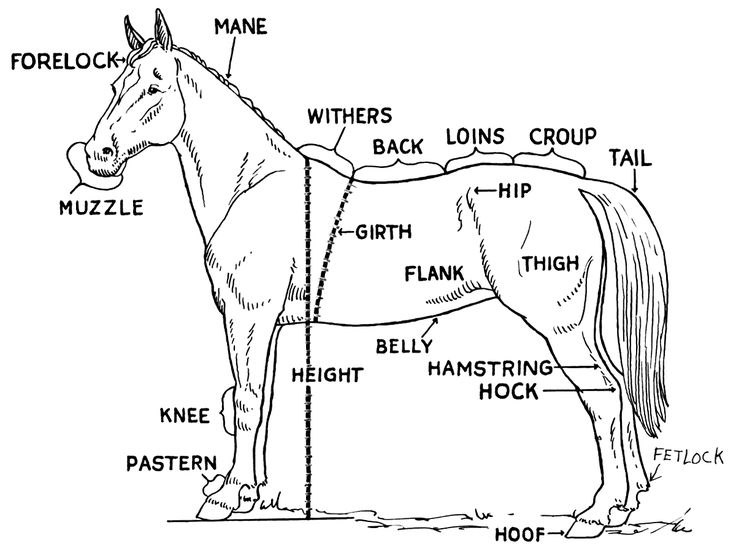 24 Best Alayna's Horses Images On Drawings, Free 736x552 24 Best Alayna's Horses Images On Drawings, Free