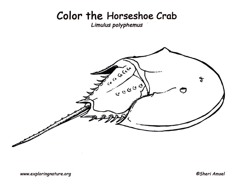 Horseshoe Crab Coloring Page 792x612 Horseshoe Crab Coloring Page