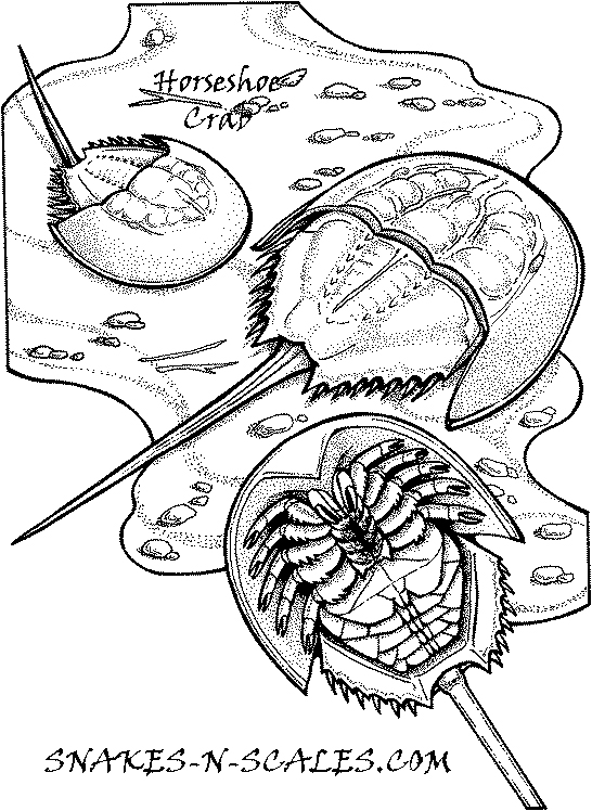 Horseshoe Crabs Coloring Page 546x748 Horseshoe Crabs Coloring Page