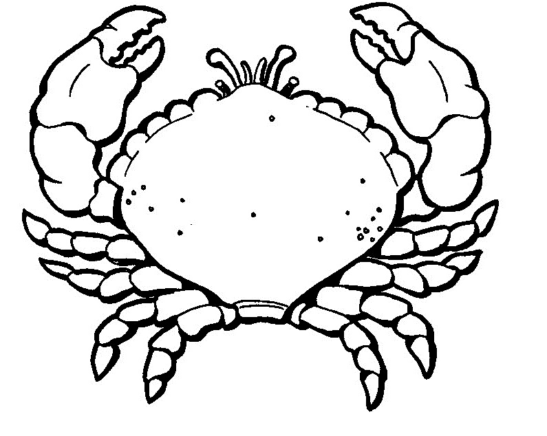 Crab Coloring Pages 795x634 Crab Coloring Pages
