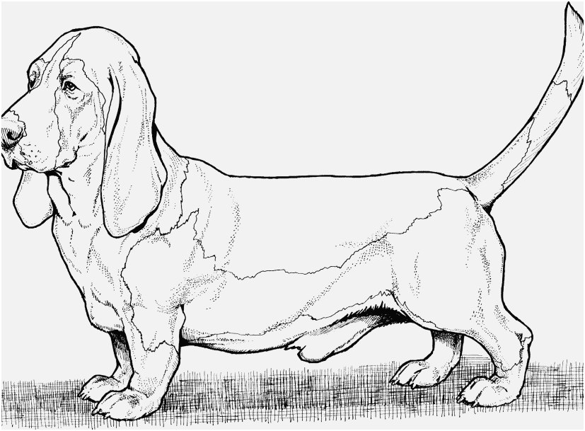 827x609 The Best Concept Coloring Pages Of Dogs Delightful