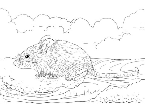 House Mouse Coloring Pages Common House Mouse Coloring Page Free 480x360 House Mouse Coloring Pages Common House Mouse Coloring Page Free