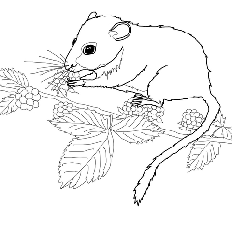 Dormouse Eating Berries On Tree Coloring Page 480x470 Dormouse Eating Berries On Tree Coloring Page