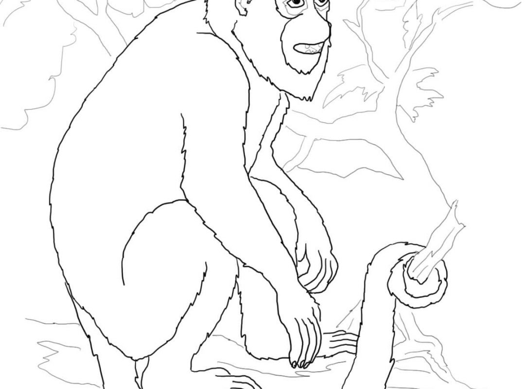 Capuchin Monkey Coloring Page Literarywondrous Pygmy Marmoset 1080x800 Capuchin Monkey Coloring Page Literarywondrous Pygmy Marmoset