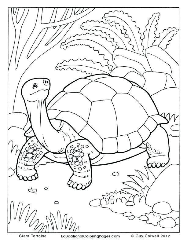 Charming Howler Monkey Coloring Page Tortoise Coloring Pages 612x792 Charming Howler Monkey Coloring Page Tortoise Coloring Pages