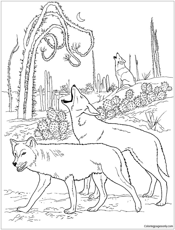 Howling Coyote Coloring Pages