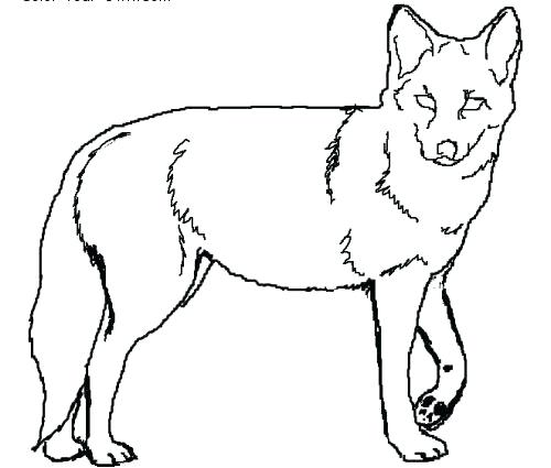 Coyote Coloring Page X Wile Coyote Coloring Pages 500x425 Coyote Coloring Page X Wile Coyote Coloring Pages