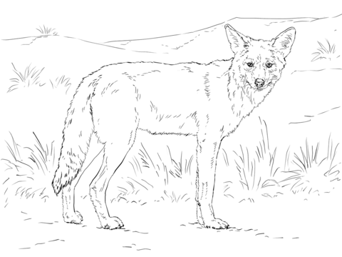 Coyote Coloring Page Coyote Coloring Page Free Printable Coloring 480x360 Coyote Coloring Page Coyote Coloring Page Free Printable Coloring
