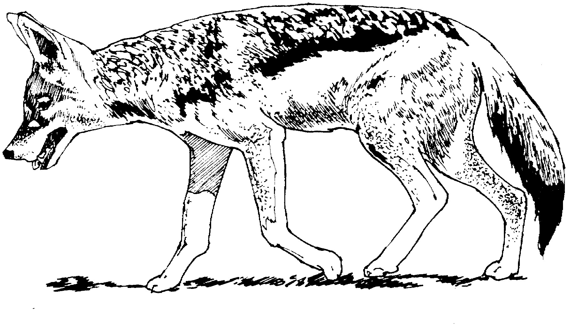 Bonanza Coyote Coloring Page Pages Printable 1816x1045 Bonanza Coyote Coloring Page Pages Printable