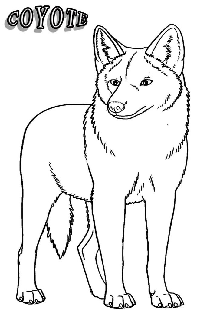 Coyote Coloring Page 651x1024 Coyote Coloring Page