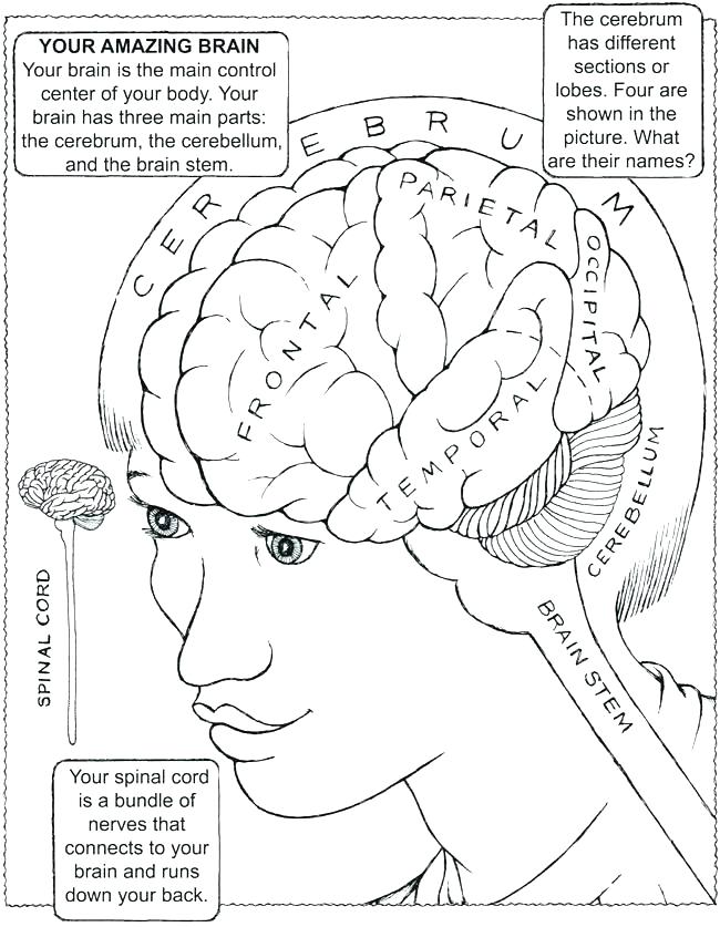 650x837 Brain Coloring Page Brain Anatomy Coloring Pages Human Anatomy