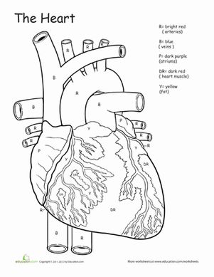 301x389 Crafty Design Free Printable Human Anatomy Coloring Pages Muscle
