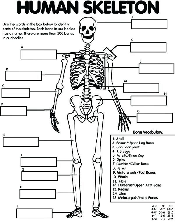 601x762 Free Anatomy Coloring Book Simple Human Anatomy Coloring Book Pdf