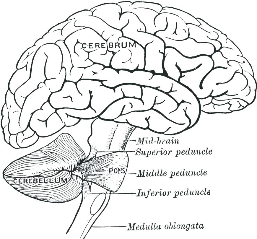 870x809 Anatomy Coloring Page Human Anatomy Coloring Pages Heart Anatomy