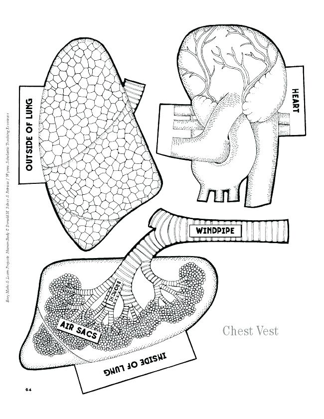 650x841 Anatomy Coloring Pages Free Printable Human Anatomy Coloring Pages