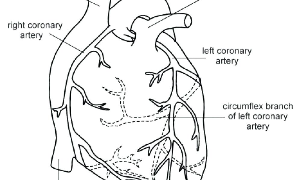 1024x600 Heart Anatomy Coloring Pages Human Heart Anatomy Coloring Page