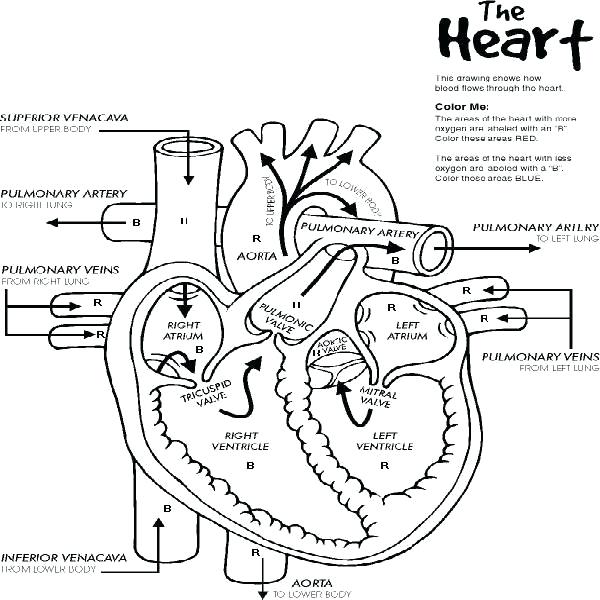 600x600 Human Anatomy Coloring Pages Free Printable Anatomy Coloring Pages