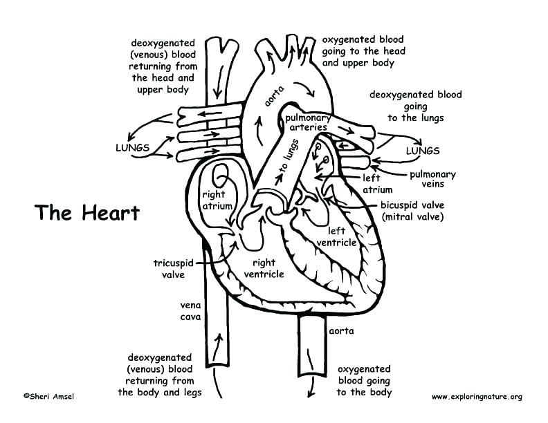 792x612 Human Anatomy Coloring Pages Heart Anatomy Coloring Pages Human