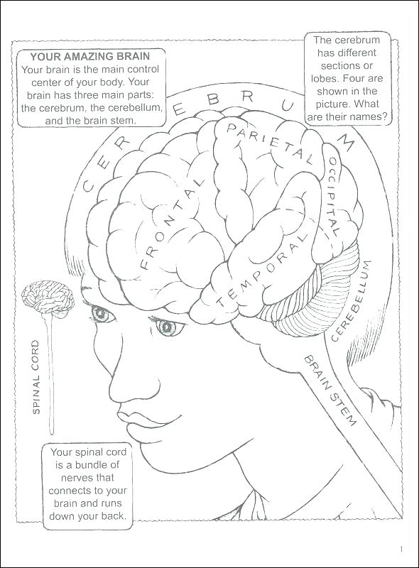 590x800 Human Anatomy Printable Coloring Pages Page School