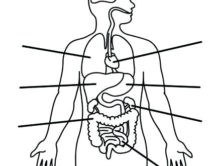440x330 Human Body Coloring Pages Human Anatomy Coloring Pages Human