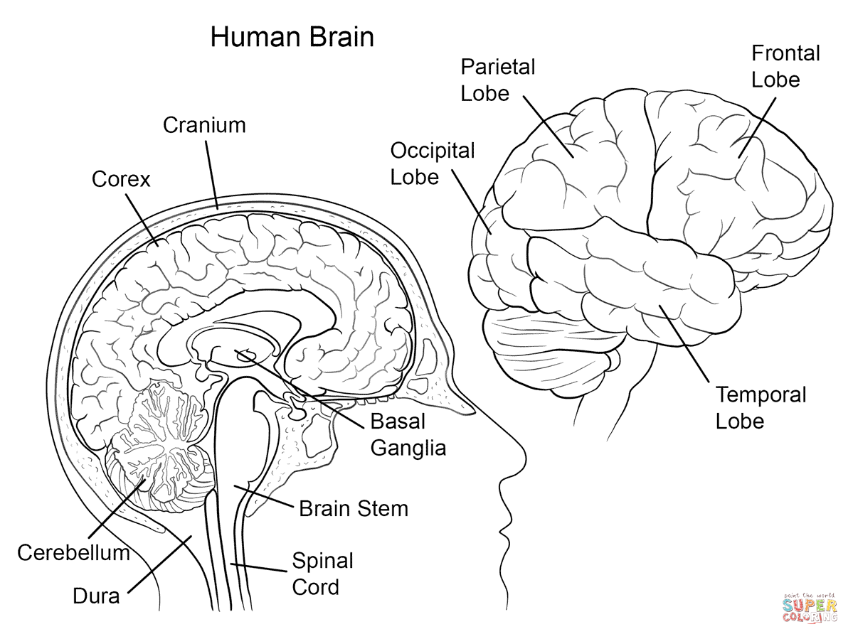 1199x899 Human Brain Anatomy Coloring Page From Anatomy Category. Select