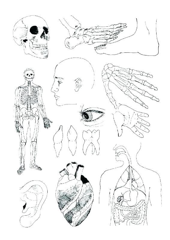 567x800 Anatomy Coloring Page