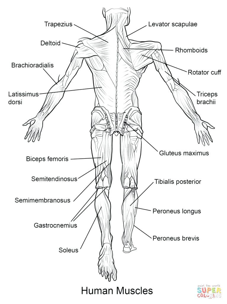 767x1024 Anatomy Coloring Pages Muscles Free