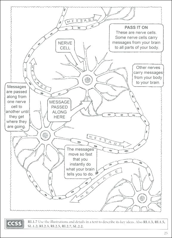 577x800 Brain Coloring Pages Printable Brain Anatomy Coloring Pages Good