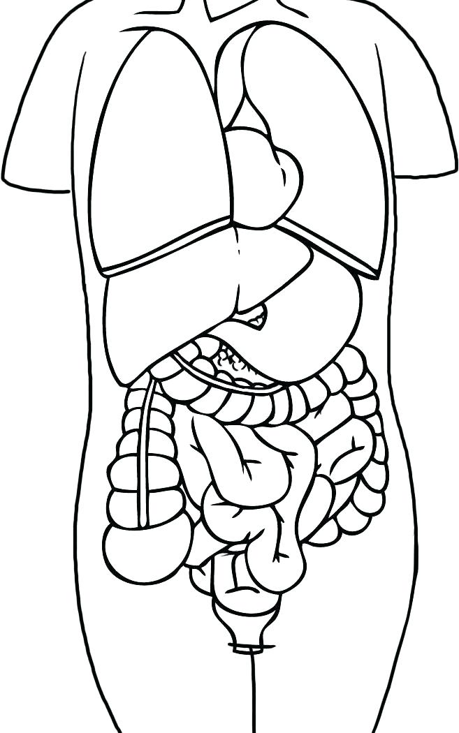 657x1050 Human Skeleton Coloring Page Human Skeleton Coloring Pages Human