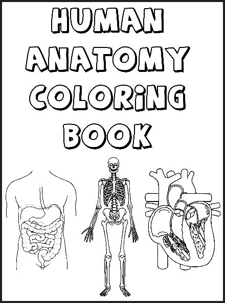 440x594 Lofty Human Body Color Nice Human Body Coloring Book