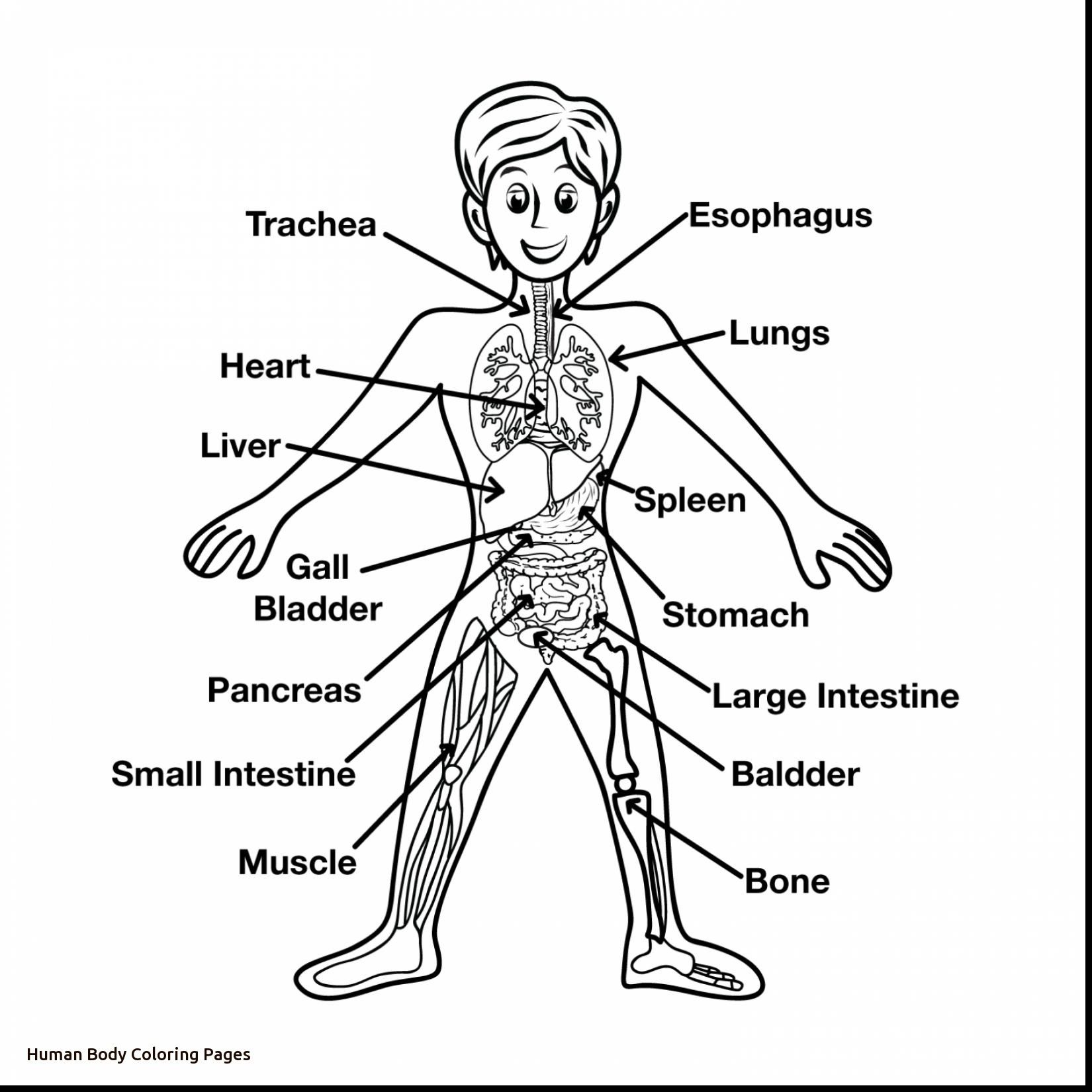 Fascinating Nice Ideas Human Body Coloring Pages Amazing 1650x1650 Fascinating Nice Ideas Human Body Coloring Pages Amazing