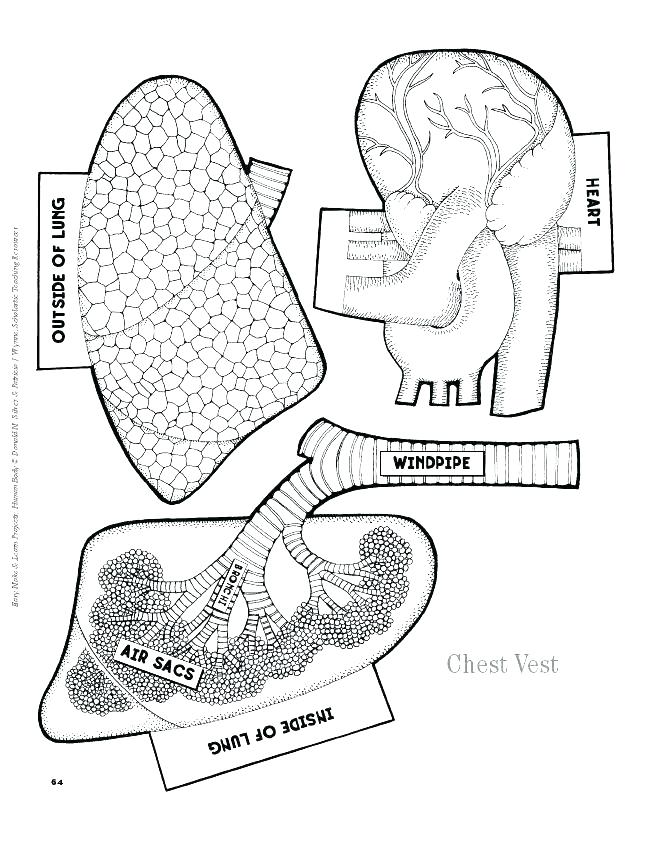 Human Body Coloring Pages Human Anatomy Coloring Pages Anatomy 650x841 Human Body Coloring Pages Human Anatomy Coloring Pages Anatomy