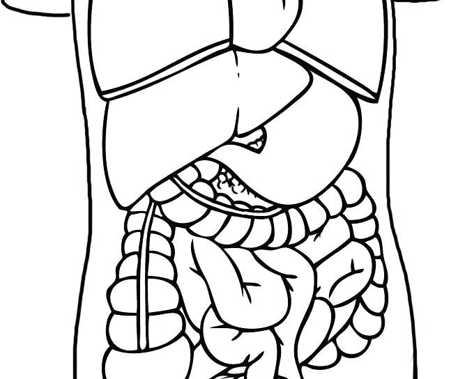 Human Skeleton Coloring Page Human Skeleton Coloring Pages 657x544 Human Skeleton Coloring Page Human Skeleton Coloring Pages