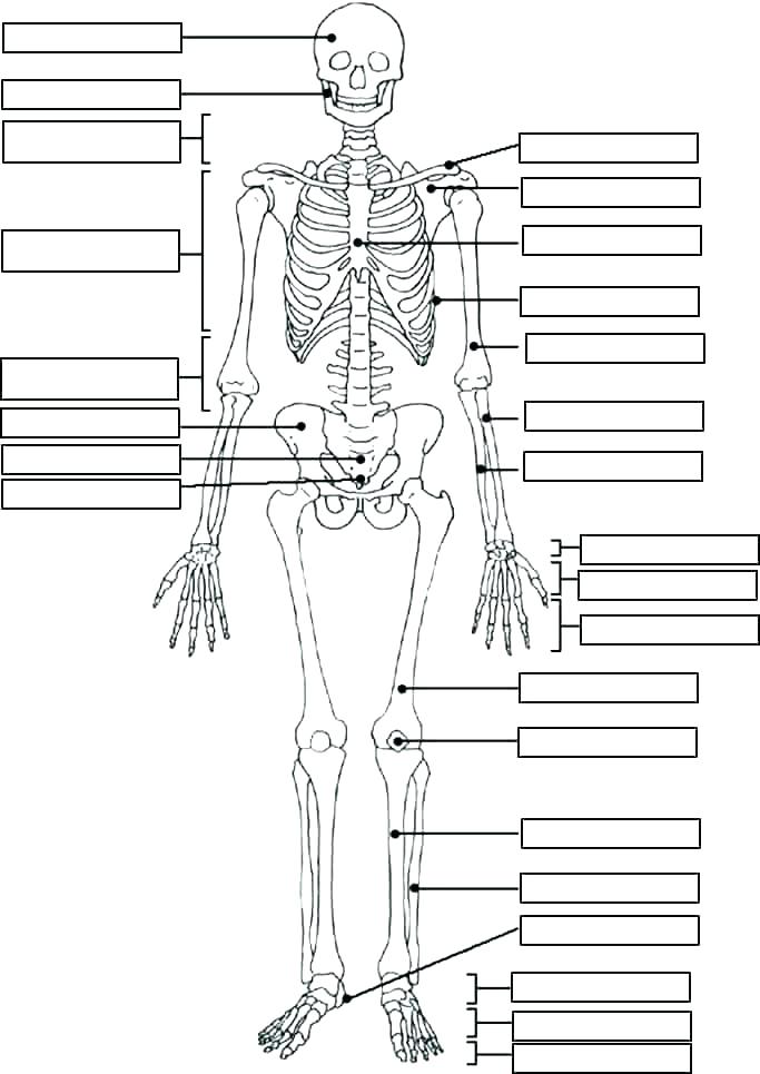 Skeleton Coloring Sheet Coloring Pages Skeleton Coloring Page Free 683x965 Skeleton Coloring Sheet Coloring Pages Skeleton Coloring Page Free